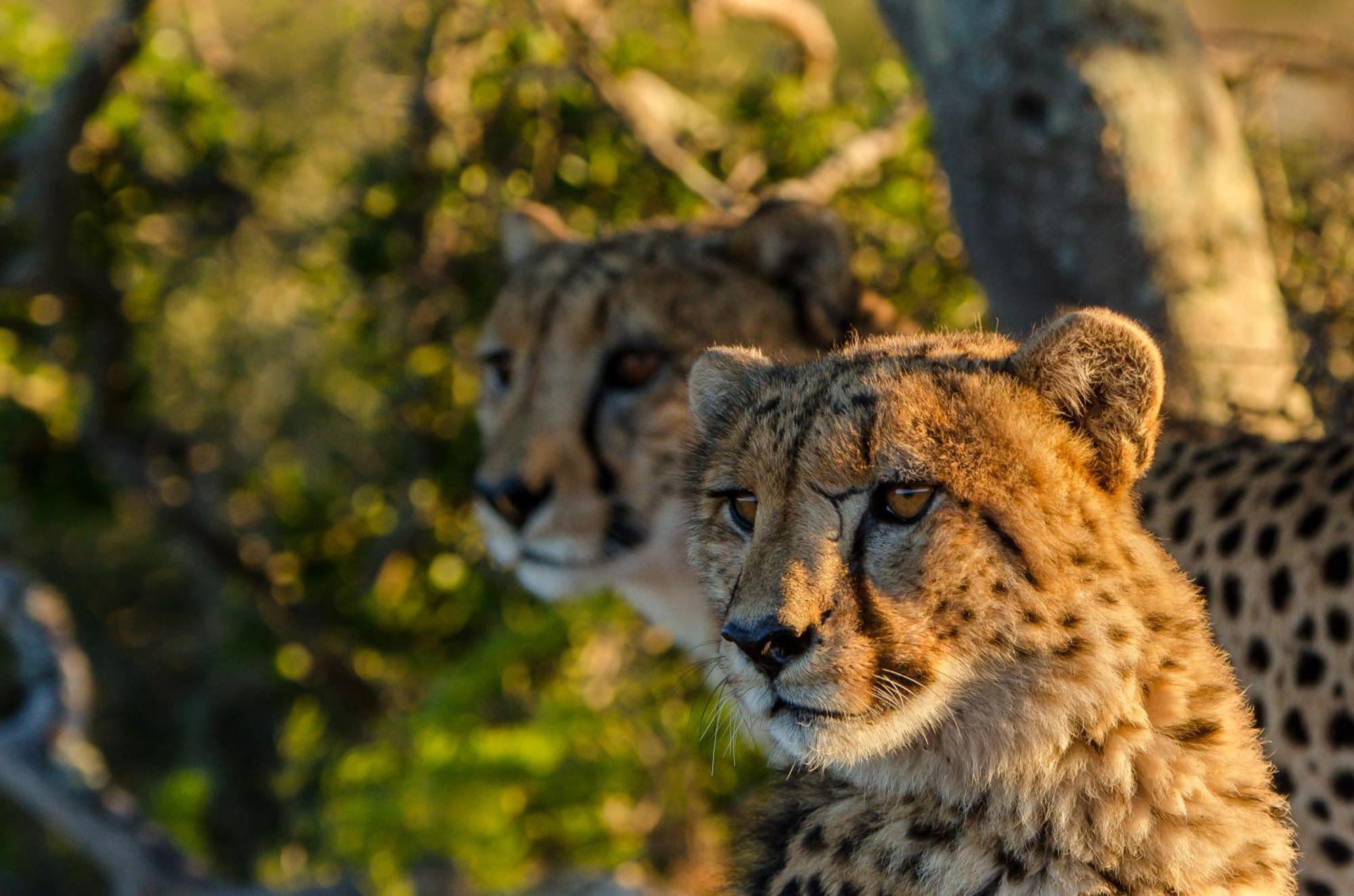 גרהמסטאון Kwandwe Private Game Reserve - Melton Manor מראה חיצוני תמונה