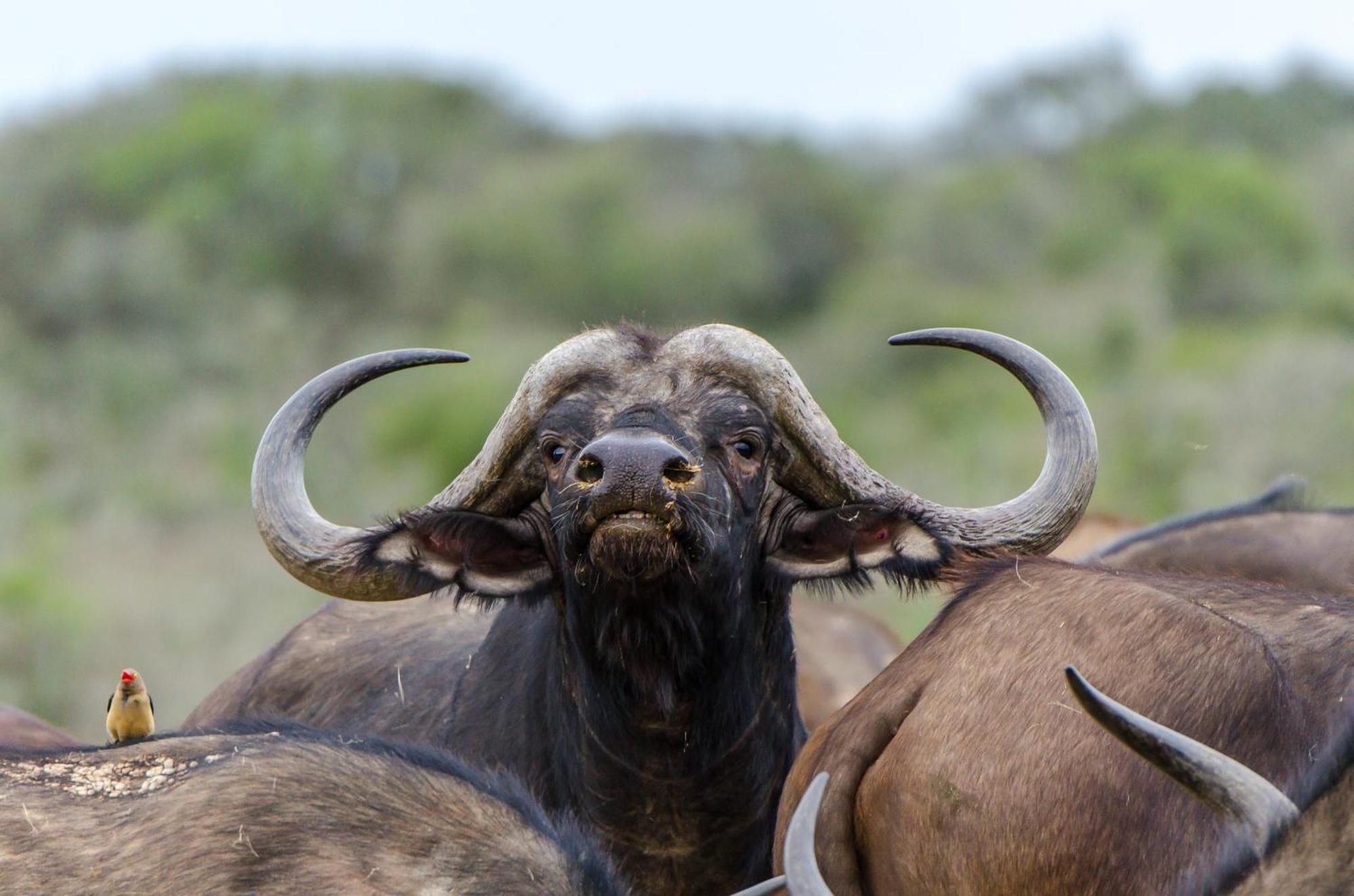 גרהמסטאון Kwandwe Private Game Reserve - Melton Manor מראה חיצוני תמונה