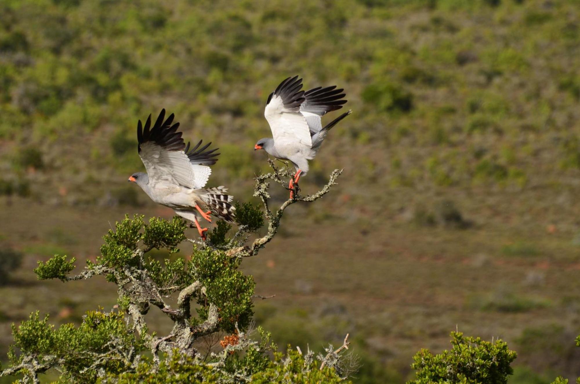 גרהמסטאון Kwandwe Private Game Reserve - Melton Manor מראה חיצוני תמונה