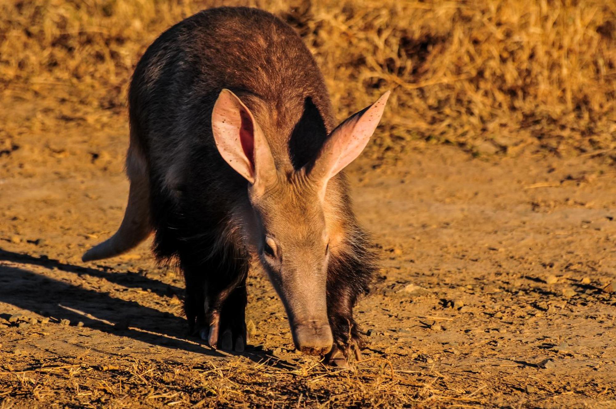 גרהמסטאון Kwandwe Private Game Reserve - Melton Manor מראה חיצוני תמונה
