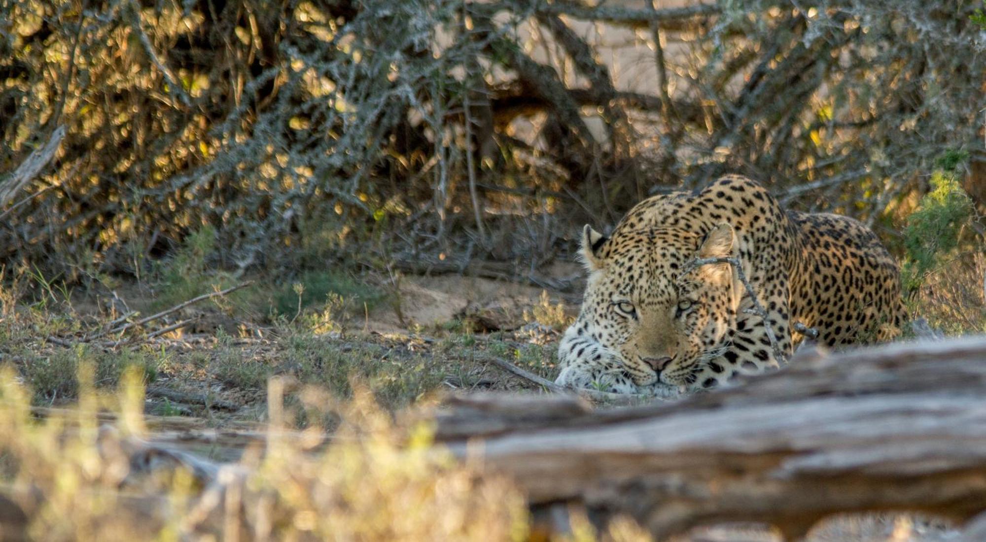 גרהמסטאון Kwandwe Private Game Reserve - Melton Manor מראה חיצוני תמונה