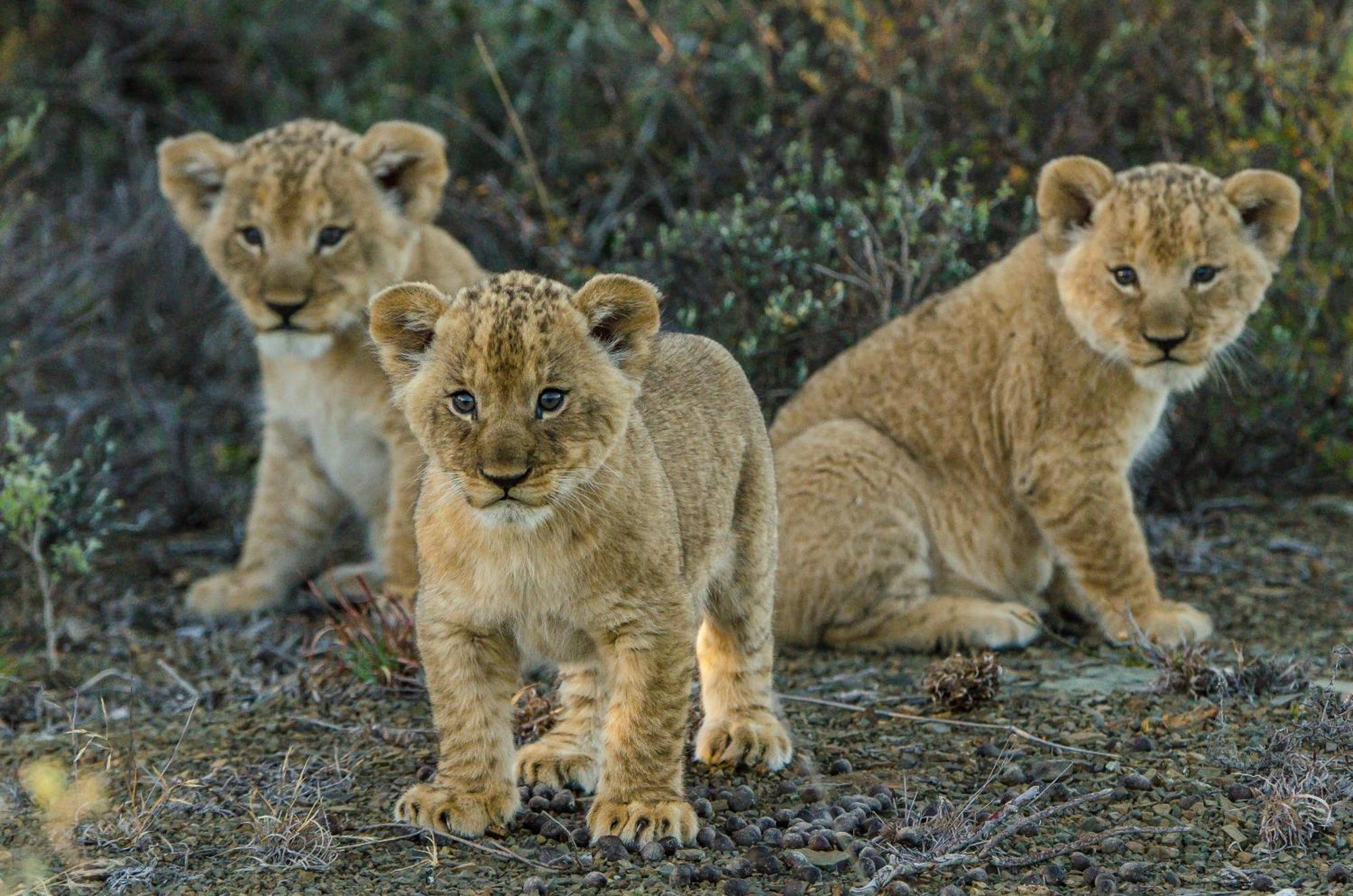 גרהמסטאון Kwandwe Private Game Reserve - Melton Manor מראה חיצוני תמונה