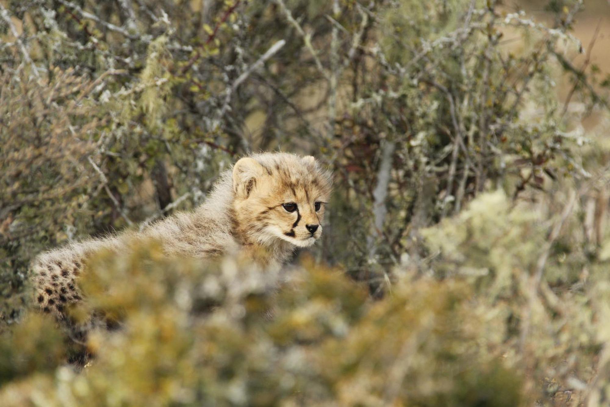 גרהמסטאון Kwandwe Private Game Reserve - Melton Manor מראה חיצוני תמונה