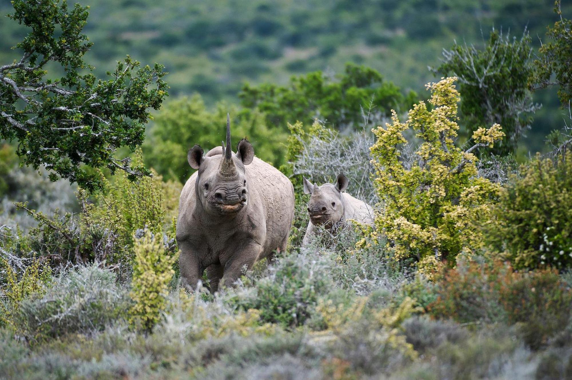 גרהמסטאון Kwandwe Private Game Reserve - Melton Manor מראה חיצוני תמונה