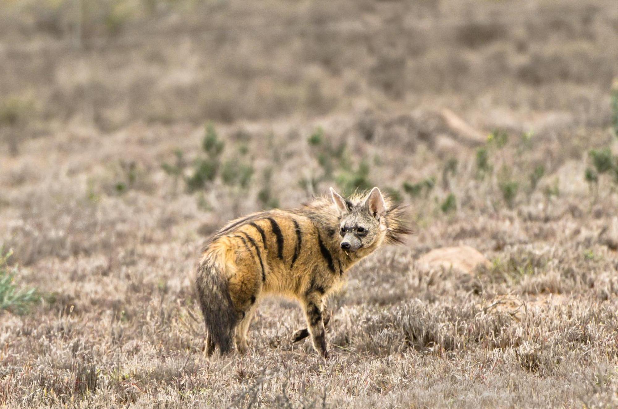 גרהמסטאון Kwandwe Private Game Reserve - Melton Manor מראה חיצוני תמונה