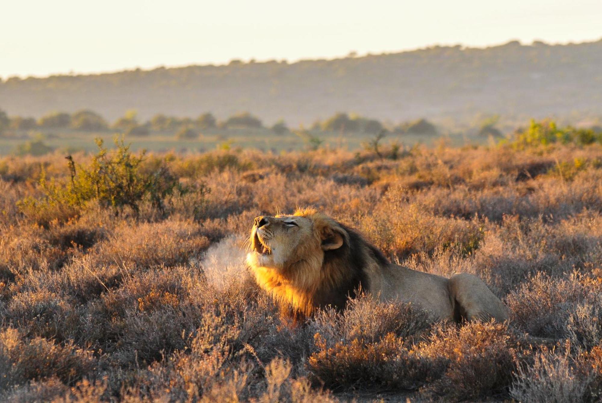 גרהמסטאון Kwandwe Private Game Reserve - Melton Manor מראה חיצוני תמונה