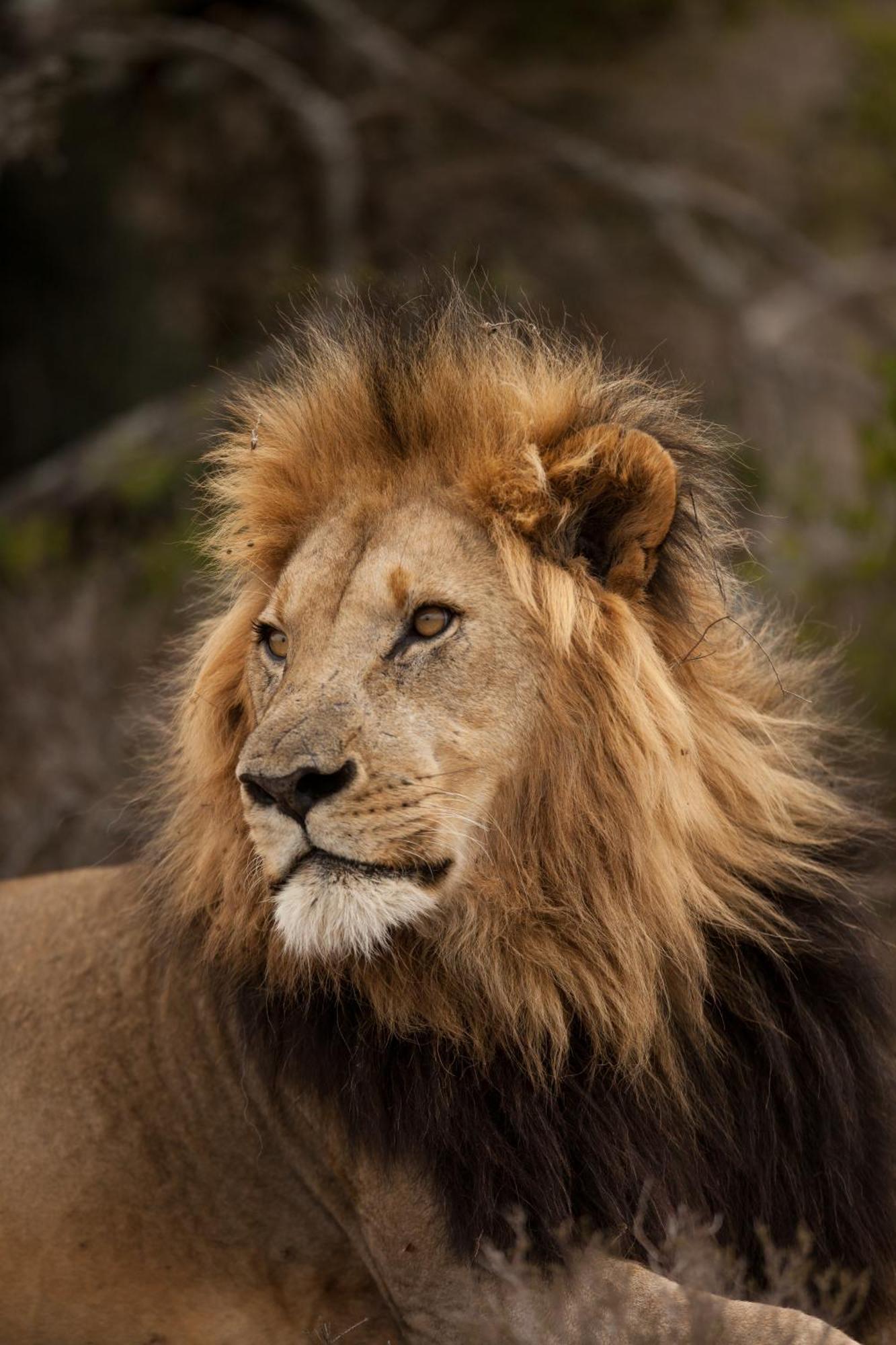 גרהמסטאון Kwandwe Private Game Reserve - Melton Manor מראה חיצוני תמונה