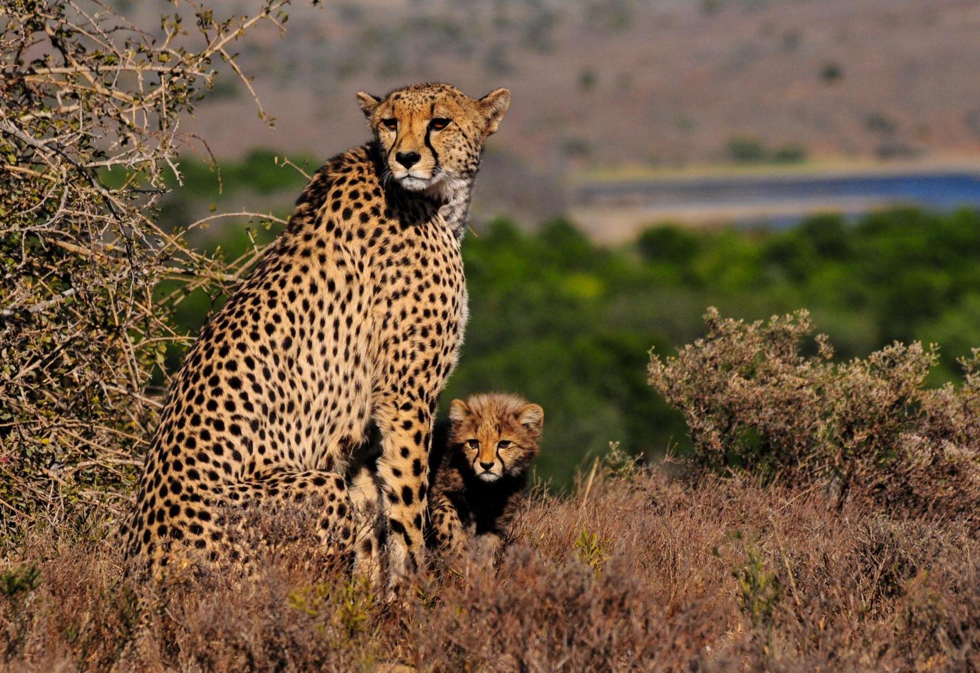 גרהמסטאון Kwandwe Private Game Reserve - Melton Manor מראה חיצוני תמונה